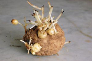 Seed-Potato-Growing-Potatoes